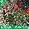 高桿紅葉石楠樹苗基地批發(fā)球形火焰紅包郵地栽紅羅賓庭院地被植物