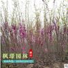 批發工程綠化園林觀花紫荊小苗叢生紫荊苗 紅花紫荊 滿條紅規格全