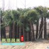 棕櫚樹苗小苗唐棕櫚山棕種子棕耙樹綠化苗木扇子樹招財樹棕竹批發