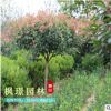 紅葉石楠球 基地供應(yīng)多規(guī)格市政工程綠化 庭院綠化植物籬笆