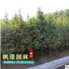 批發(fā)水杉樹(shù) 規(guī)格全 貨源足 水杉樹(shù)價(jià)格 行道樹(shù) 量大優(yōu)惠