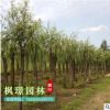 基地批發(fā)優(yōu)質(zhì)垂柳樹(shù)苗 綠化工程苗 街道規(guī)格齊全 園林垂柳小樹(shù)苗