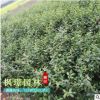 供應(yīng)貼梗海棠 叢生貼梗海棠 鐵梗海棠 開(kāi)花灌木
