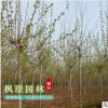 工程綠化小苗批發(fā) 法桐樹(shù)苗 規(guī)格齊全 速生法桐 行道綠化苗