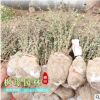 基地直銷 紅葉小檗 紅葉小檗樹批發 工程綠化樹紅葉小檗球