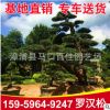 羅漢松造型樹 園林綠化工程供應 多規格批發