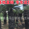 蘇鐵基地大量批發(fā) 大鐵樹庭院景觀工程供應