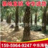 中東海棗 銀海棗批發(fā) 福建基地直銷 中東海棗大量供應