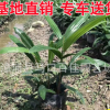 棕竹袋苗杯苗 園林景觀綠化基地供應 棕竹小苗