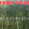 漳州黃花槐樹苗 黃槐規(guī)格齊全 產地直銷批發(fā)