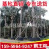 福建漳州基地批發(fā)霸王棕 多規(guī)格供應 精品霸王棕