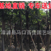 大葉榕 規(guī)格齊全 柚子大葉榕 黃葛樹 產地直銷