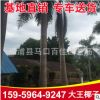 大王椰子 福建種植基地直銷 大王椰子樹報價