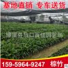 福建基地大量批發(fā)棕竹 大葉棕竹 觀音竹 場地直銷