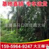 大王椰子 福建大王椰子價格 大王椰子移植苗