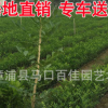 九里香 多規(guī)格供應 福建基地直銷 大量批發(fā)