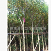精品黃花槐 黃花槐苗批發(fā) 園林綠化工程供應(yīng)