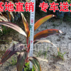 紅葉朱蕉批發(fā) 地被苗杯苗大袋苗 高25-40 大量供應(yīng)
