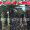 蘇鐵 鐵樹(shù)苗 小鐵樹(shù) 大鐵樹(shù) 庭院室內(nèi)外盆栽