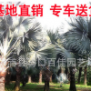 產(chǎn)地直銷精品霸王棕 大量批發(fā) 福建霸王棕 各種規(guī)格供應(yīng)