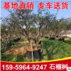 石榴樹(shù)價(jià)格 福建基地批發(fā)大規(guī)格石榴樹(shù) 廠家直銷