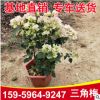福建三角梅基地三角梅批發(fā) 綠葉櫻花三角梅 四季開(kāi)花花苗盆栽