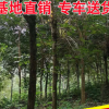 基地批發(fā) 綠植批發(fā)行道庭院園林景觀綠化工程苗木 黃花風(fēng)鈴木
