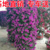 基地供應(yīng) 三角梅柱 紫花三角梅柱 紅花三角梅柱 各種規(guī)格三角梅柱