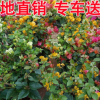 基地批發(fā) 多色三角梅 室內(nèi)室外三角梅盆栽 城市園林綠化苗木