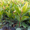 批發(fā)龍船花地被苗 福建漳州種植基地直銷 多規(guī)格供應(yīng) 量大價(jià)優(yōu)