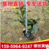 基地批發(fā) 硬枝黃蟬地被袋苗綠植 行道園林庭院綠化景觀工程苗