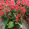 園區(qū)綠化四季紅勒杜鵑盆景 三角梅水紅 批發(fā)葉子花苗 勒杜鵑