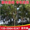 市政工程園林 行道樹 風景樹基地供應規格齊全 藍花楹樹苗木
