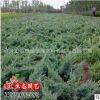 優質鋪地柏苗 地柏小苗 常綠小灌木 地被綠化苗木批發 基地直銷