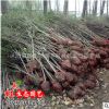 沭陽苗圃直銷木槿 綠化苗木 木槿苗 荊條平條 耐寒開花工程苗