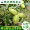 基地直銷美國山核桃碧根果工程綠化苗嫁接果樹果園用苗量大從優