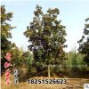 工程綠化苗廣玉蘭花苗基地直銷苗白玉蘭紅玉蘭紫玉蘭規格齊全