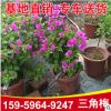 云南紫色三角梅 廠家批發銷售 40-50m勒鵑花三角梅 多色三角梅