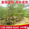 廠家供應小葉欖仁細葉欖仁 錦葉欖仁工程綠化 小葉欖仁袋苗