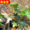 基地供應八角金盤 工程綠化 八角金盤批 量大價優