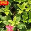 基地供應批發大花蘆莉 工程綠化苗木 辦公盆栽 花期不斷