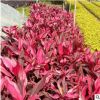 基地供應批發亮葉朱蕉 工程綠化盆栽彩葉觀葉植物