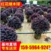 產地供應紅花繼木球 園林綠化 工程綠化 觀葉植物 行道樹