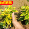 基地供應(yīng)金邊假連翹 地被假植苗綠化小苗 籬笆樹常綠小灌木批發(fā)