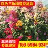 基地供應(yīng)批發(fā) 雙色三角梅造型盆栽 三角梅植物花卉 園林綠化盆景
