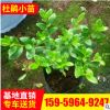 基地供應(yīng)杜鵑小苗 綠化工程苗 毛杜鵑花卉觀賞小苗 規(guī)格多樣