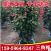 基地供應(yīng) 四季紅三角梅 三角梅花卉批發(fā) 室內(nèi)園林庭院盆栽