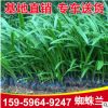福建基地供應(yīng)美麗水鬼蕉 蜘蛛蘭園林工程綠化植物蜘蛛百合批發(fā)