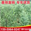 漳州銀葉金合歡批發(fā) 銀葉金合歡庭院小區(qū)園林綠化苗木基地供應(yīng)