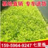 福建七里香批發(fā) 七里香園林綠植觀賞植物基地供應(yīng) 七里香價格
